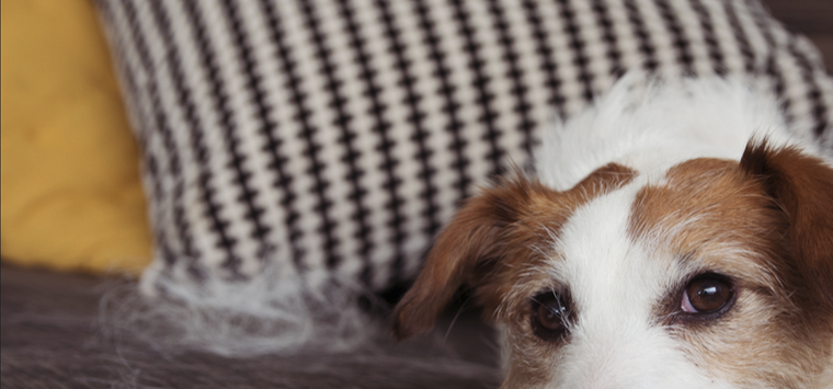 Aunque amamos a nuestras mascotas muchas veces sus pelos suelen ser molestos Foto: Shutterstock