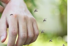 Fácil de cuidar y resistente al sol, es una aliada ideal para disfrutar del aire libre en verano.