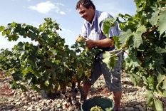 Los franceses están en plena época de cosechas. Foto: Efe.