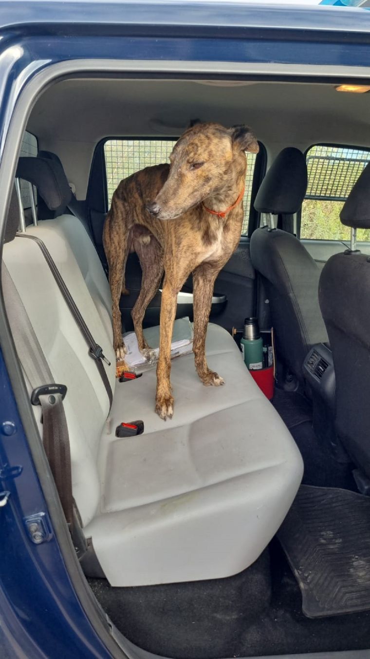 Uno de los animales rescatados por la Policía Foto: Ministerio de Seguridad de Mendoza