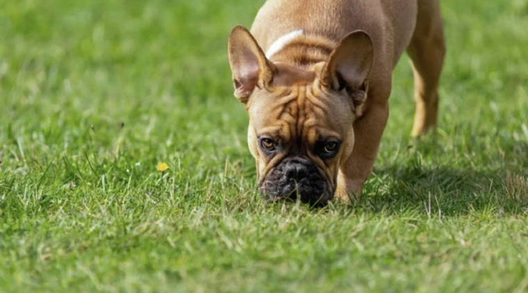 Cuida a tu animal de plantas tóxicas Foto: Shutterstock