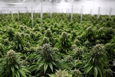 Mendoza y un paso clave en el cultivo indoor de cannabis. Foto: archivo MDZ. Mendoza y un paso clave en el cultivo indoor de cannabis. Foto: archivo MDZ.