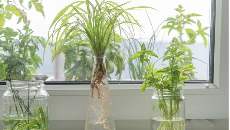 Reproducir plantas en agua es fácil si tomamos en cuenta estos consejos. Foto: Shutterstock Reproducir plantas en agua es fácil si tomamos en cuenta estos consejos. Foto: Shutterstock