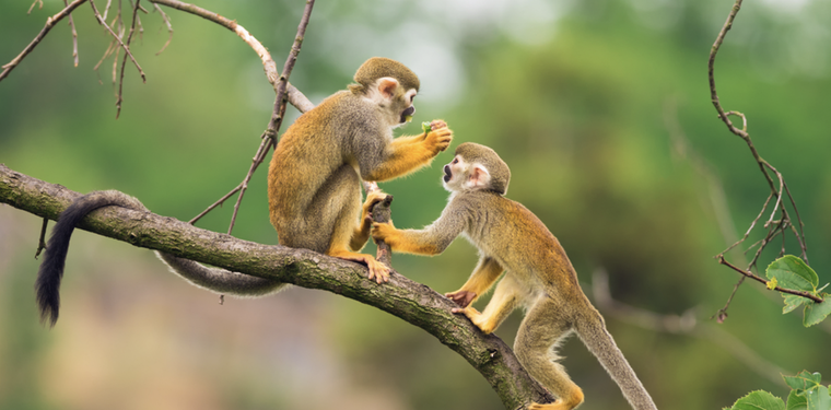 Todavía no está claro si los animales lo hacen intencionalmente. Foto: Shutterstock