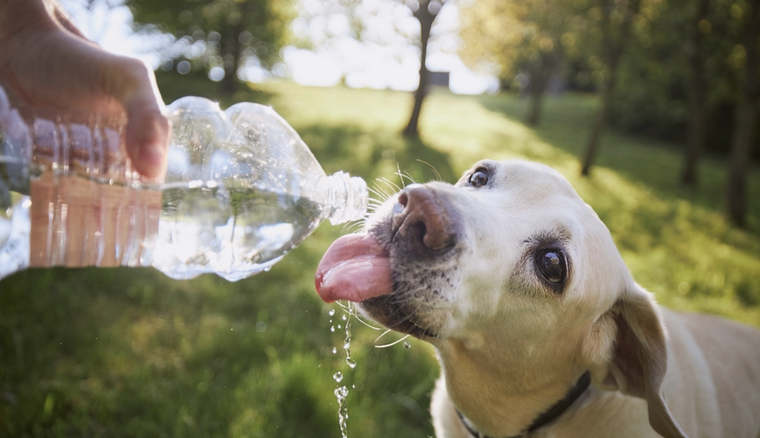 Los sintomas para detectar que tu perro sufre un golpe de calor. Foto: Shutterstock
