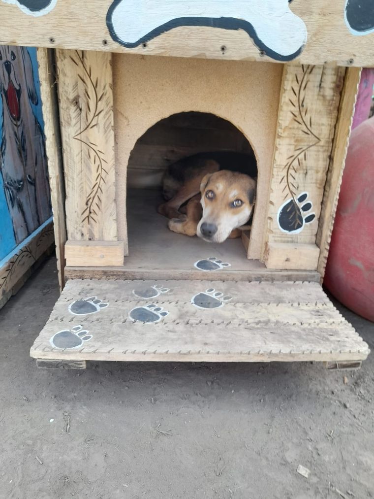 Las cuchas confeccionadas por los internos dan albergue a perros de la calle. Foto: Spb