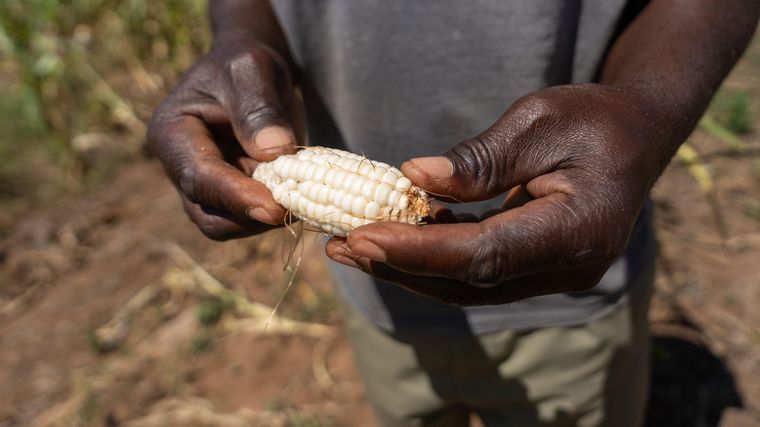 Un agricultor de Zambia muestra una mazorca de maíz pequeña cultivada en un campo afectado por la sequía durante un episodio anterior de El Niño.