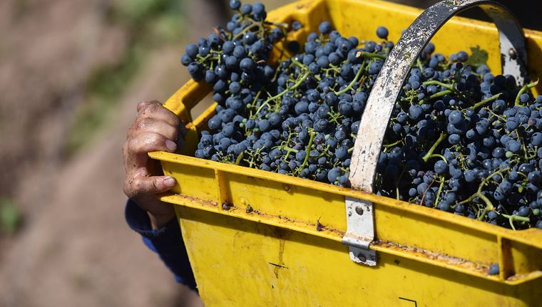 Los datos son alentadores respecto al 2023 que fue afectado por contingencias climáticas severas. Foto: Archivo MDZ