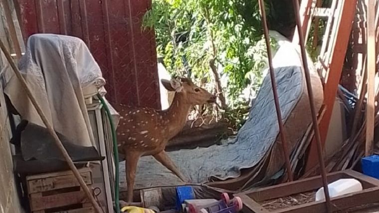 El ciervo axis que deambulaba por las calles de Villa María, Córdoba. Foto: Gendarmería Nacional