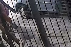 Una nena fue atacada por un dogo que escapó de una vivienda en Villa Carlos Paz