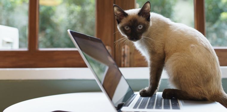 Los gatos se sientan en el teclado para que no continúes con tu trabajo Foto: Shutterstock