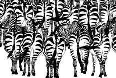 Acertijo visual, reto visual, cebra