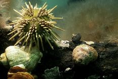 cientificas argentinas crearon un suplemento dietario antioxidante a base de erizos de mar