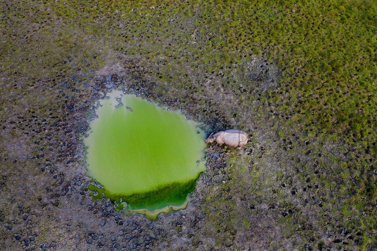 Mención Fauna silvestre, Una bebida por la tardede Rajarshi Banerji Foto: https://droneawards.photo/