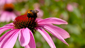 La Equinácea es una planta rústica que se adapta a climas extremos sin perder sus colores en el jardín. Foto: Freepik La Equinácea es una planta rústica que se adapta a climas extremos sin perder sus colores en el jardín. Foto: Freepik
