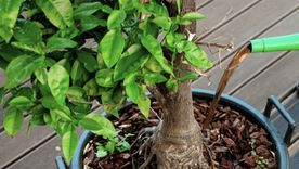 Este abono casero es ideal para recuperar las plantas débiles o marchitas.