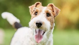 Los perros utilizan la cola como una de sus principales formas de comunicación. Foto: Shutterstock Los perros utilizan la cola como una de sus principales formas de comunicación. Foto: Shutterstock