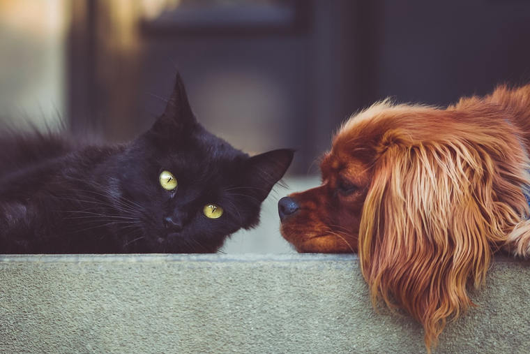 Las mascotas son fieles compañeros y además aportan buena energía al hogar. Foto: Pixabay - pixabay.com
