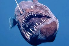 El pez diablo fue detectado cerca de la superficie Foto: archivo