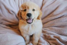 Conoce a cuanto pueden ascender tus gastos si tienes una mascota en Estados Unidos. Foto: Shutterstock