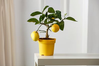 MDZol | A continuación te contamos el truco perfecto para tener un limonero en el interior de la casa Foto: SHUTTERSTOCK