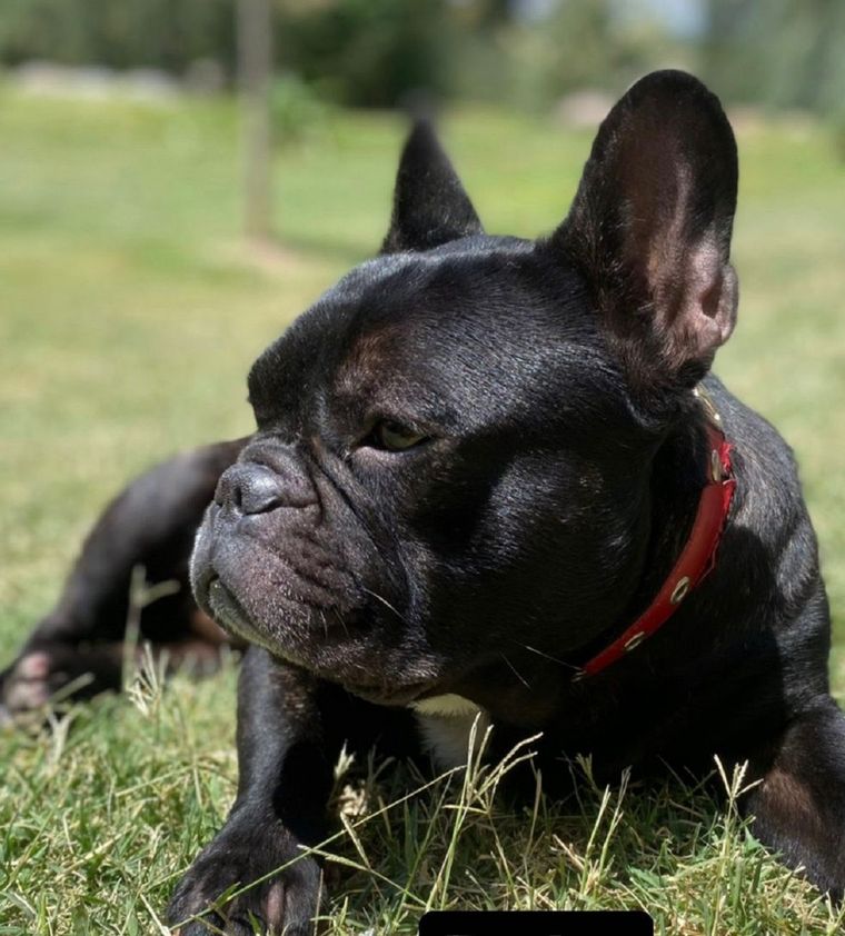 Pedro tiene 3 años y fue robado ayer en el Huerto del Sol