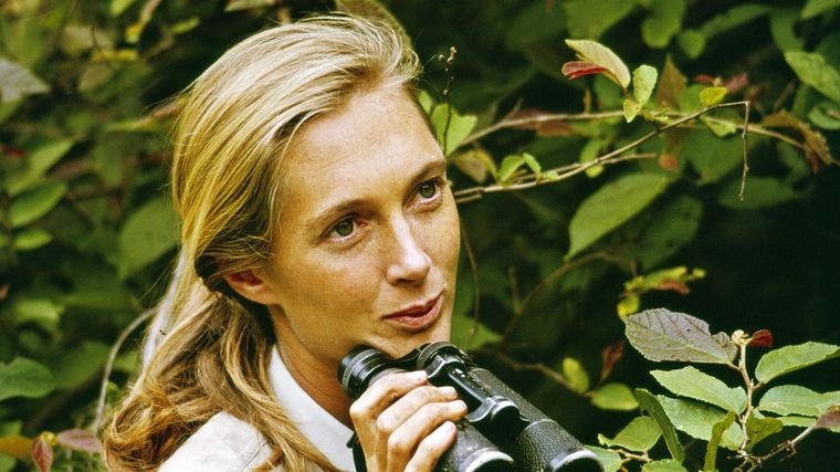 Jane Goodall en el Parque Nacional Gombe Stream, en Tanzania, en 1965.