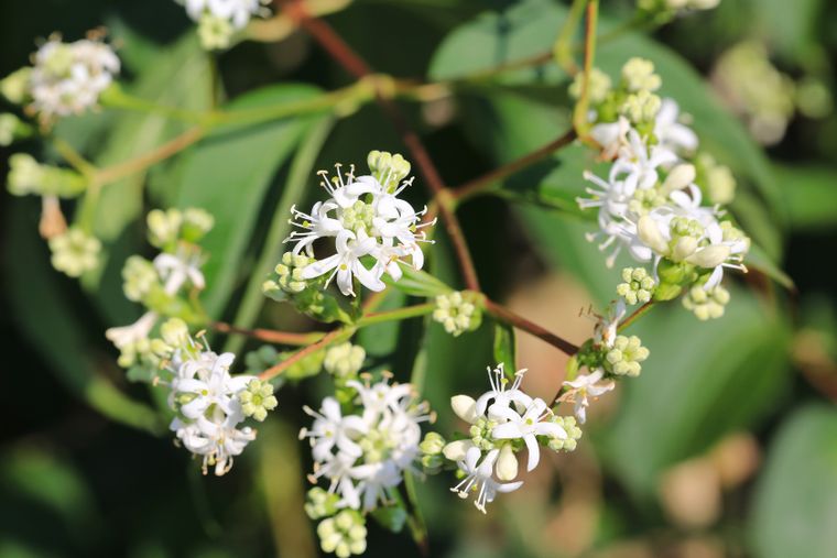 Este árbol es ideal para tener en el jardín de la casa.