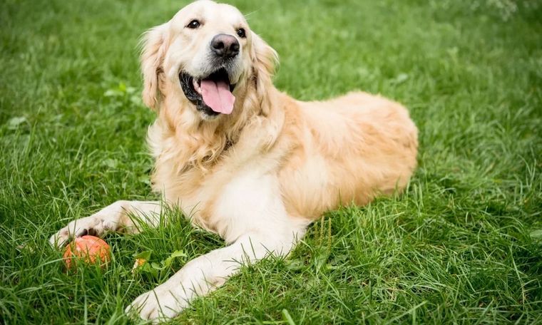 El estudio demuestra que el miedo o la agresividad en la raza Golden Retriever tiene raíces genéticas similares a la ansiedad humana. Foto: Archivo