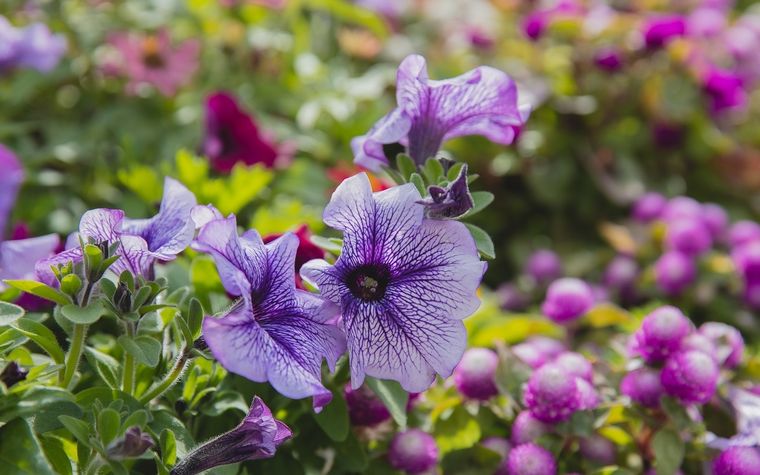 Las petunias traen vida al jardín. Foto: Pexels.
