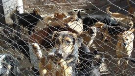 Endurecerán las sanciones económicas por maltrato animal. Foto: Gentileza