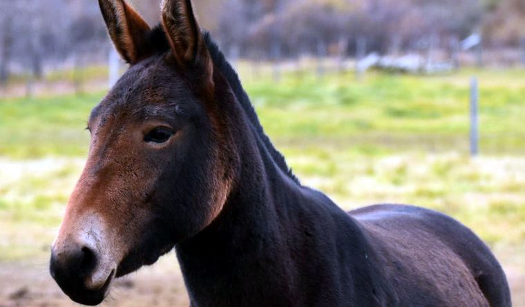 El descubrimiento es un aporte al gran servicio que las mulas prestan a la humanidad. Foto Efe