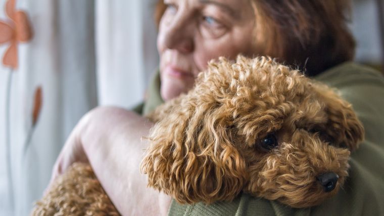 Estos perros adoran estar en casa con la familia. Foto: Shutterstock