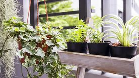 Terrazas decoradas con macetas y vegetación, una tendencia en auge Foto: Shutterstock