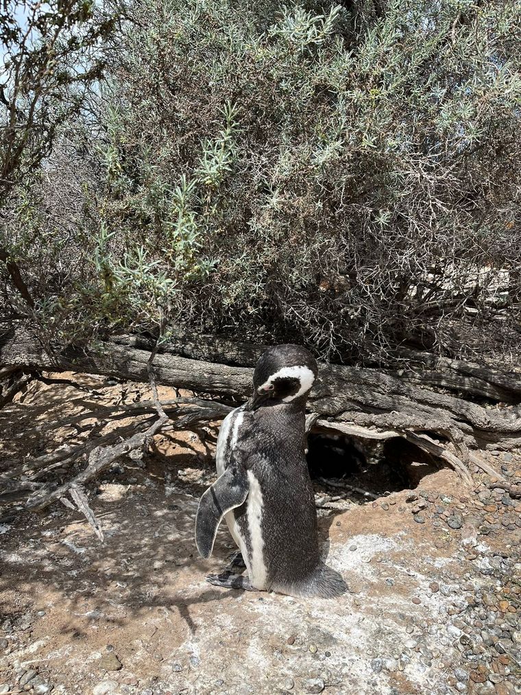 En Punta Tombo se encuentra una de las principales colonias de cría del pingüino de Magallanes. Foto: Felicitas Oyhenart/MDZ