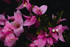 JARDÍN Esta bella planta pertenece al género Bougainvillea, y es popularmente conocida como veranera o Santa Rita Foto: Fuente: Shutterstock