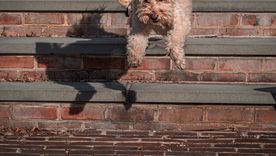 Hay que entender qué necesita cada perro. Fuente: Shutterstock. Hay que entender qué necesita cada perro. Fuente: Shutterstock.