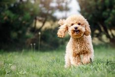 El nombre más adorable para un perro Foto: SHUTTERSTOCK