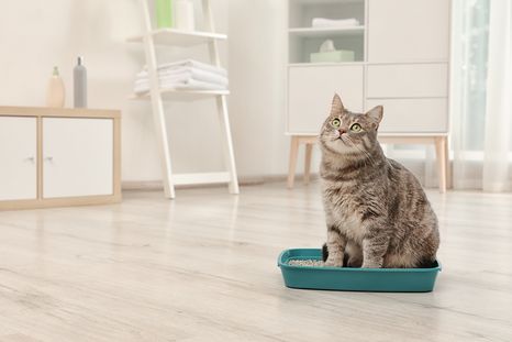 Los gatos usan las cajas de arena para hacer sus necesidades. Foto: SHUTTERSTOCK Los gatos usan las cajas de arena para hacer sus necesidades. Foto: SHUTTERSTOCK