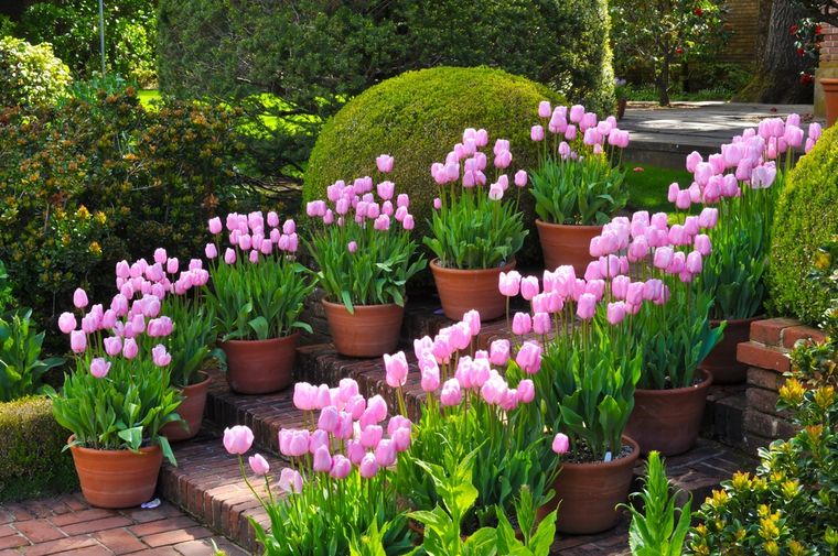 El tulip&aacute;n se puede tener en maceta en casa.