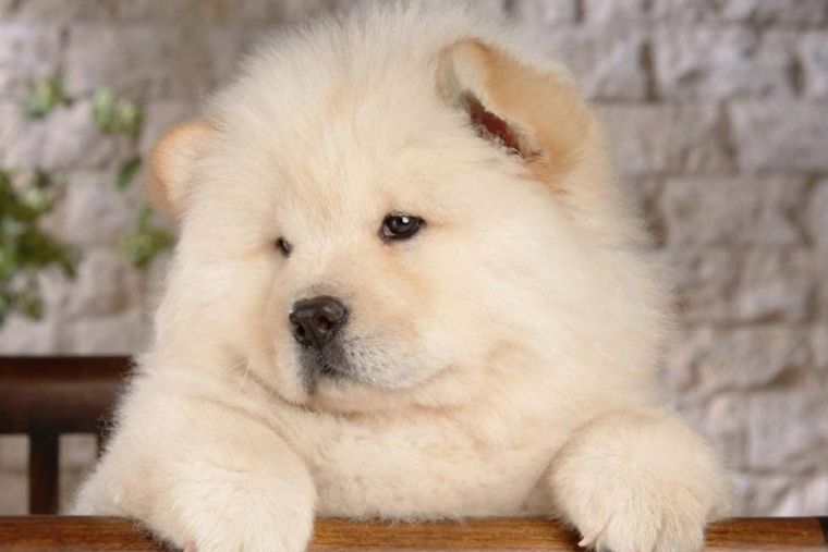 PERRO Foto: RedCanina.es