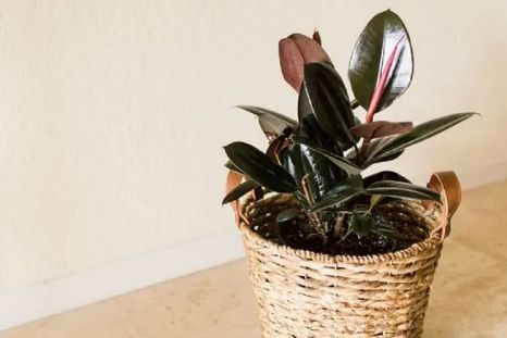 Plantas purificadoras- Plantas purificadoras-
