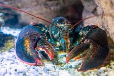 La langosta estaba exhibida en una de las peceras de un lujoso restaurante de Cerdeña, Italia Foto: shutterstock La langosta estaba exhibida en una de las peceras de un lujoso restaurante de Cerdeña, Italia Foto: shutterstock