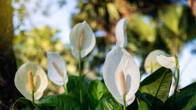 Las plantas de interior cultivadas en agua son una alternativa simple para decorar espacios pequeños. Las plantas de interior cultivadas en agua son una alternativa simple para decorar espacios pequeños.