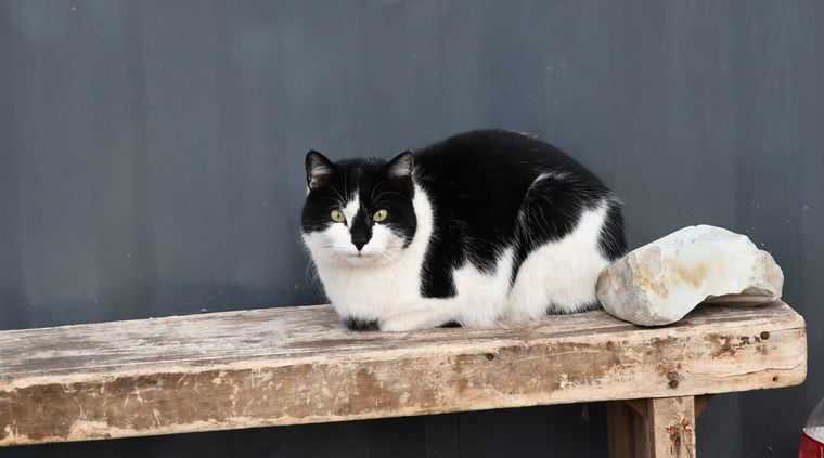 Explorar, cazar o buscar pareja: las razones más comunes por las que un gato se va de casa. Explorar, cazar o buscar pareja: las razones más comunes por las que un gato se va de casa.