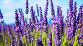 Lavanda, símbolo de armonía. Foto: Shutterstock Lavanda, símbolo de armonía. Foto: Shutterstock