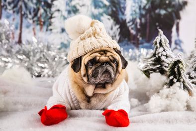 MDZol | ¿Llevar o no llevar a tu perro a la nieve? Esto es todo lo que tenés que saber antes de realizar ese paseo Foto: freepik