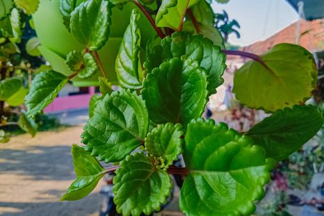 Una planta sencilla de cuidar que combina decoración y simbolismo de prosperidad.