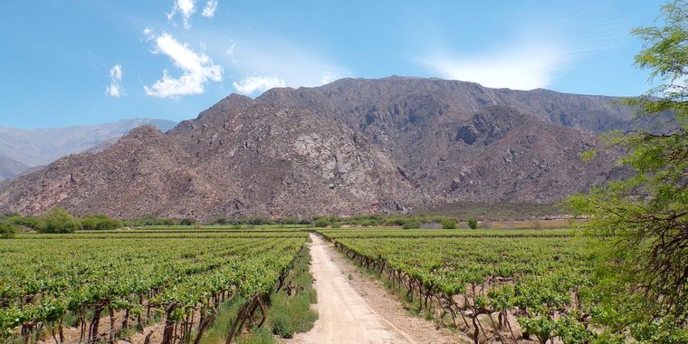 El DNU de Milei modifica la Ley de Tierras Foto: Argentina.gob.ar