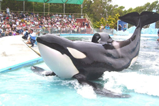 fuerte campana para liberar a kshamenk, una orca que vive desde hace 30 anos en cautiverio fuerte campana para liberar a kshamenk, una orca que vive desde hace 30 anos en cautiverio